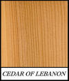 Cedar of Lebanon - Cedrus Libanotica
