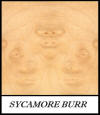 Sycamore burr - Acer Pseudoplatanus