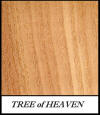 Tree of Heaven - Ailanthus Grandulosa